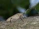 Saperda_carcharias_Serrone_27-VIII-2010_b.jpg