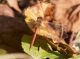 Sympetrum 2.jpg