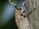 Saperda_carcharias_Serrone_27-VIII-2010_c.jpg