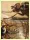 Anthomyia sp. - (20).JPG