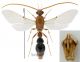 Bradinobaemidae Boudnib RID.jpg