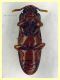 Corticeus pini -  3 mm - (7).JPG