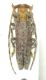 Deroplia genei.jpg