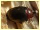 Scaphidema metallicum - sotto corteccia di Quercus sp. - (27).JPG