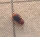 P1030513-Ridim.JPG