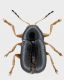 Cryptocephalus-ritoccato.jpg