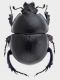 ThorectesIntermedius_fei.jpg