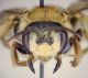 Andrena armeniaca 02FEI.jpg