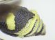 Cephalodynerus unicornis 04FEI.jpg
