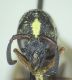 Cephalodynerus unicornis 05FEI.jpg