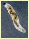 quasi 5 mm. - in cavita' tra rosura e acqua piovana di Eucalipto. - (2).JPG