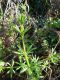 Galium sp. - (12).JPG