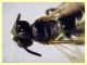 ime come e' messo 5 mm. piattino giallo (4).JPG