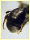 ime come e' messo 5 mm. piattino giallo (7).JPG