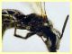 ime come e' messo 5 mm. piattino giallo (10).JPG