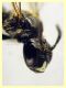 ime come e' messo 5 mm. piattino giallo (8).JPG