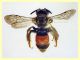 Andrena sp. - (5).JPG