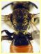 Andrena sp. - (62).JPG