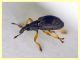 Kalcapion sp.  quasi 2 mm. su Mercurialis sp. - (1).JPG