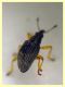 Kalcapion sp.  quasi 2 mm. su Mercurialis sp. - (4).JPG