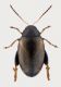 Psylliodes-Sardegna-Barisoni.jpg