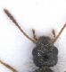 Experiment-3816-Extended Depth of Focus-02.jpg
