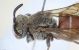Paradioxys pannonicus 02FEI.jpg