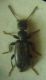 Anthicus 0001 A.JPG