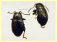 Chaetocnema sp. 2 mm. - (1).JPG