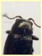 Chaetocnema sp. 2 mm. - (3).JPG