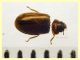 Contacyphon laevipennis (Tournier, 1868) - (5).JPG
