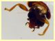 Contacyphon laevipennis (Tournier, 1868) - (2).JPG