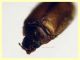 Contacyphon laevipennis (Tournier, 1868) - (1).JPG