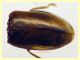 Contacyphon laevipennis (Tournier, 1868) - (3).JPG