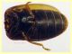 Contacyphon laevipennis (Tournier, 1868) - (8).JPG