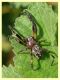 Larinioides sp. - maschio (1).JPG