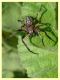 Larinioides sp. - maschio (3).JPG