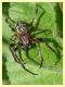 Larinioides sp. - maschio (4).JPG