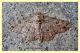 geometridae schiusa (1).JPG