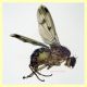 prob Suillia variegata (25).JPG