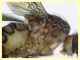 prob Suillia variegata (33).JPG