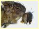 prob Suillia variegata (29).JPG