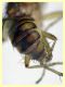 prob Suillia variegata (56).JPG