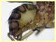 prob Suillia variegata (42).JPG