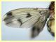 prob Suillia variegata (9).JPG