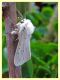 prob. Spilosoma urticae (1).JPG