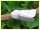 prob. Spilosoma urticae (3).JPG