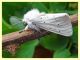 prob. Spilosoma urticae (4).JPG