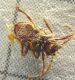 P1060134-Ridim.JPG