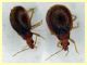 Loricula pilosella  quasi 2 mm. - (11).JPG